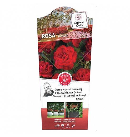 Rosa hybrid Wettra C6 Lit. Na steblu 90 cm