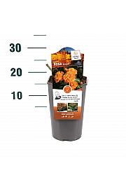 Rosa hybrid Westzeit C3 Lit. 10-15 cm