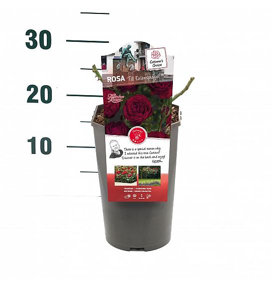 Rosa hybrid Till Eulenspiegel C3 Lit. 10-15 cm