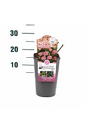 Rosa hybrid The Fairy C3 Lit. 10-15 cm