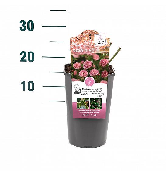 Rosa hybrid The Fairy C3 Lit. 10-15 cm
