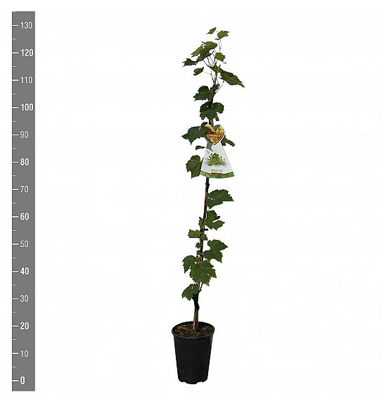 Vitis vinifera Excelsior C4 Lit. 100-120 cm