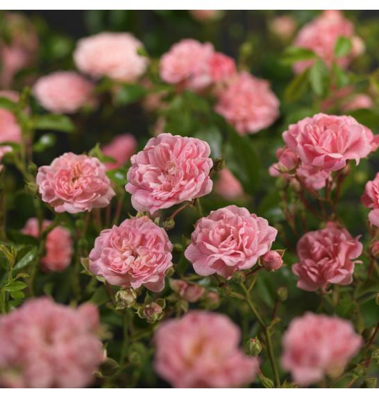 Rosa hybrid The Fairy C2 Lit. 5-10 cm