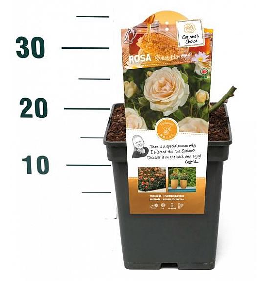 Rosa hybrid Sweet Honey C5 Lit. 15-20 cm