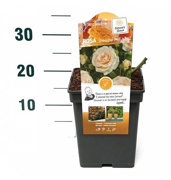 Rosa hybrid Sweet Honey C5 Lit. 15-20 cm