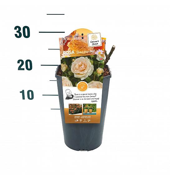 Rosa hybrid Sweet Honey C3 Lit. 10-15 cm