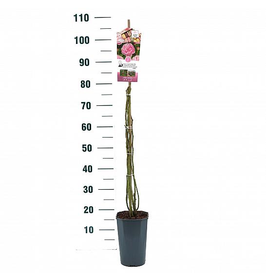 Rosa hybrid Sweet Candy C3 Lit. 50-60 cm