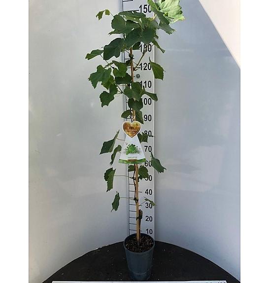Vitis vinifera Buffalo C4 Lit. 100-120 cm