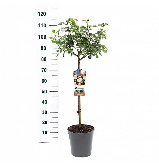 Rosa hybrid Sirius C6 Lit. Na steblu 60 cm