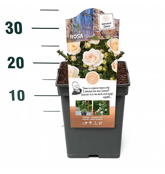 Rosa hybrid Sirius C5 Lit. 15-20 cm