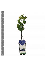 Vitis vinifera Buffalo C2 Lit. 40-50 cm