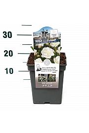 Rosa hybrid Schneewittchen C5 Lit. 15-20 cm