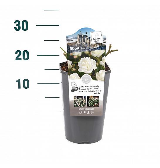 Rosa hybrid Schneewittchen C3 Lit. 10-15 cm