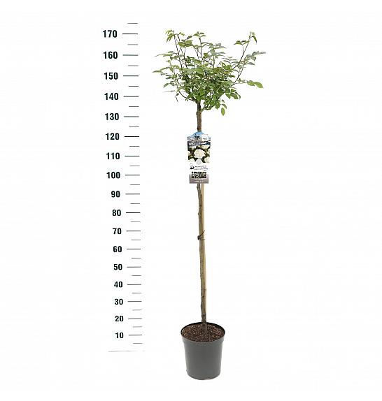 Rosa hybrid Schneewitchen C6 Lit. Na steblu 110 cm