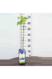 Vitis vinifera Boskoop Glory C2 Lit. 40-50 cm