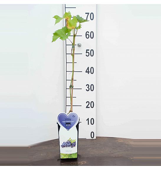 Vitis vinifera Boskoop Glory C2 Lit. 40-50 cm