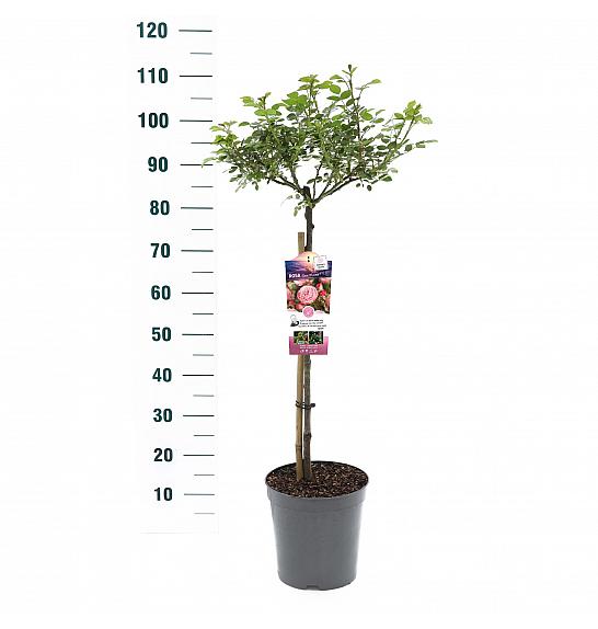 Rosa hybrid Rose Meilove C6 Lit. Na steblu 60 cm