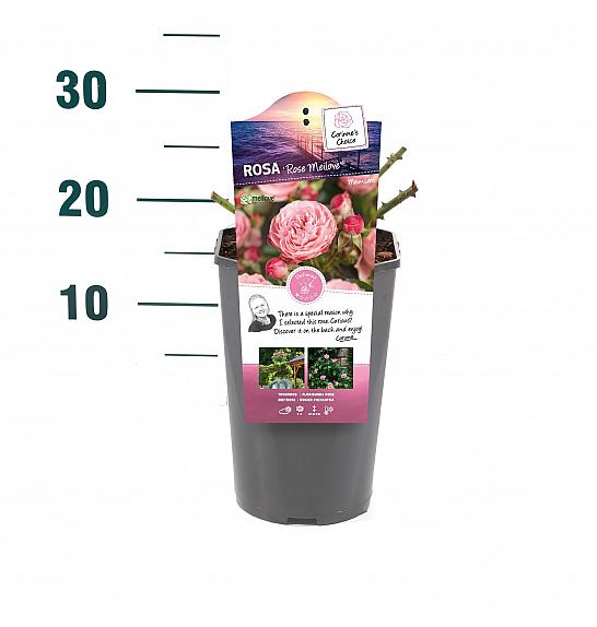 Rosa hybrid Rose Meilove C3 Lit. 10-15 cm