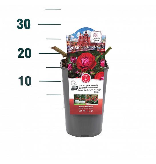 Rosa hybrid Rose der Einheit C3 Lit. 10-15 cm