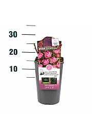 Rosa hybrid Rose de Rescht C3 Lit. 10-15 cm
