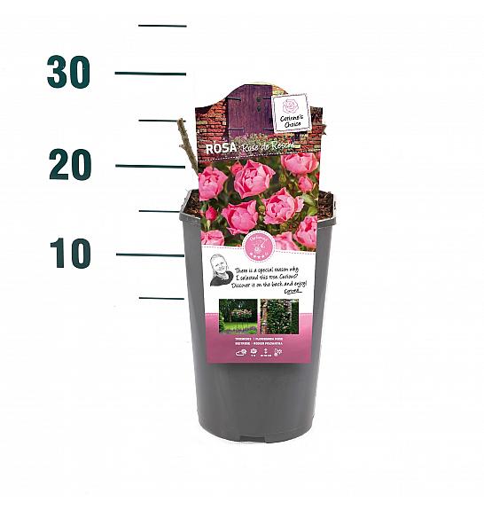 Rosa hybrid Rose de Rescht C3 Lit. 10-15 cm