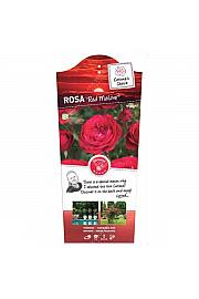 Rosa hybrid Red Meilove C6 Lit. Na steblu 110 cm