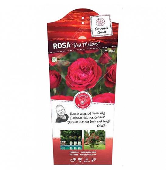 Rosa hybrid Red Meilove C6 Lit. Na steblu 60 cm