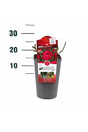 Rosa hybrid Red Meilove C3 Lit. 10-15 cm