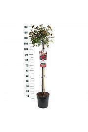 Rosa hybrid Red Leonardo da Vinci C6 Lit. Na steblu 90 cm