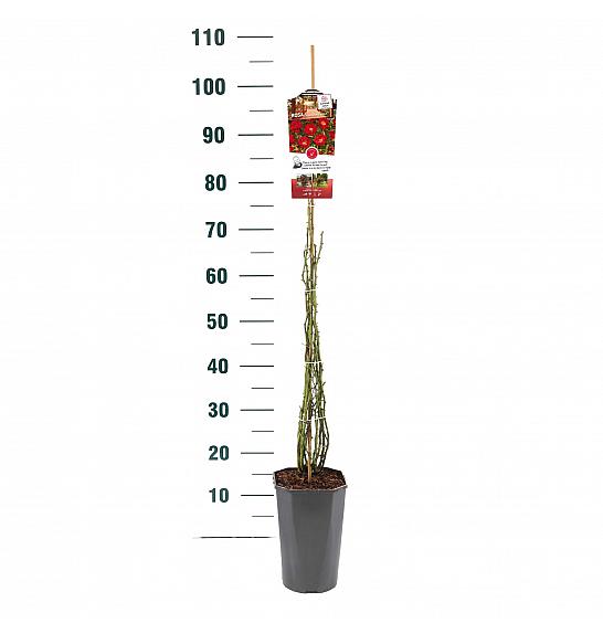 Rosa hybrid Rambling Rose C3 Lit. 50-60 cm Vzpenjava
