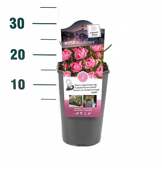 Rosa hybrid Pink Morsdag C3 Lit. 10-15 cm