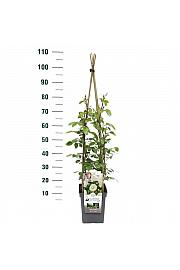 Rosa hybrid Perfume Dreams C5 Lit. 40-60 cm Vzpenjava