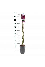 Rosa hybrid Perennial Blue C3 Lit. 50-60 cm Vzpenjava