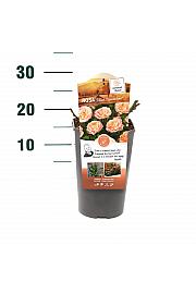 Rosa hybrid Peach Clementine C3 Lit. 10-15 cm