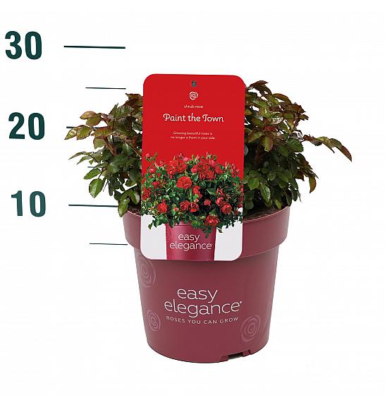 Rosa hybrid Paint The Town C3 Lit. 10-15 cm