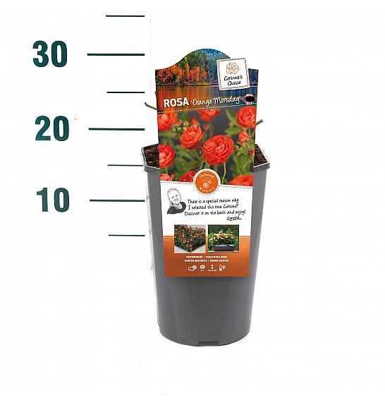 Rosa hybrid Orange Morsdag C3 Lit. 10-15 cm