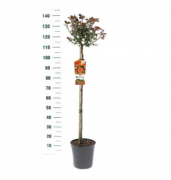 Rosa hybrid Orange Meilove C6 Lit. Na steblu 90 cm