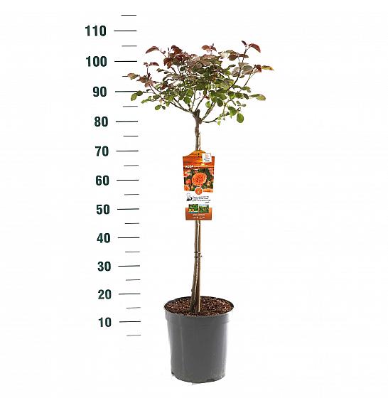 Rosa hybrid Orange Meilove C6 Lit. Na steblu 60 cm