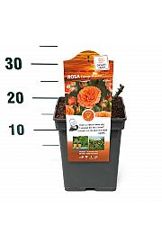 Rosa hybrid Orange Meilove C5 Lit. 15-20 cm