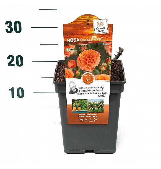 Rosa hybrid Orange Meilove C5 Lit. 15-20 cm