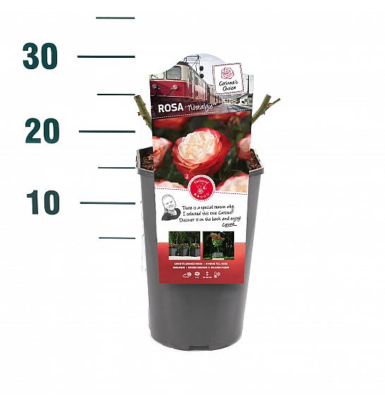 Rosa hybrid Nostalgie C3 Lit. 10-15 cm