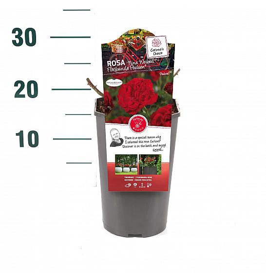 Rosa hybrid Nina Weibull C3 Lit. 10-15 cm