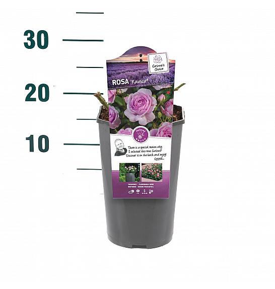 Rosa hybrid Nautica C3 Lit. 10-15 cm