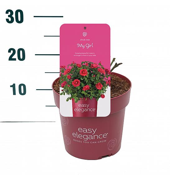 Rosa hybrid My Girl C3 Lit. 10-15 cm