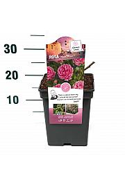 Rosa hybrid Moin Moin C5 Lit. 15-20 cm