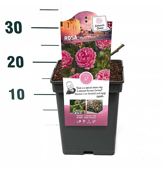 Rosa hybrid Moin Moin C5 Lit. 15-20 cm