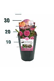 Rosa hybrid Moin Moin C3 Lit. 10-15 cm