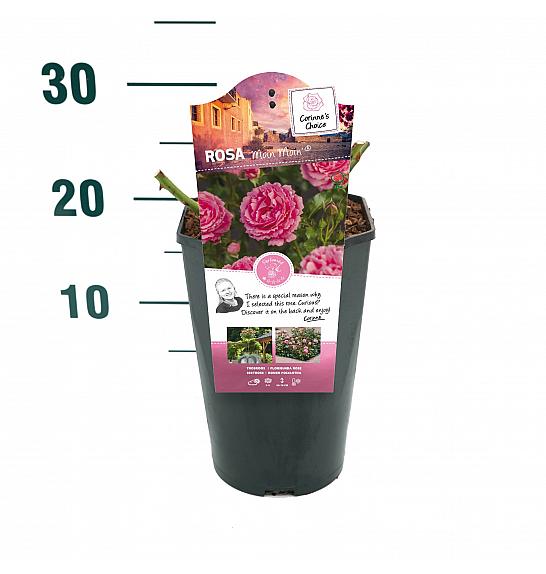 Rosa hybrid Moin Moin C3 Lit. 10-15 cm