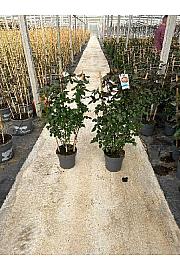 Rose Meilland Ø23; špalir