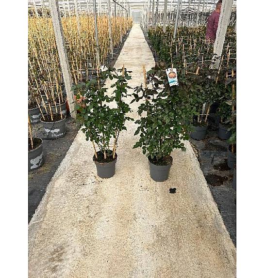 Rose Meilland Ø23; špalir